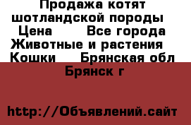 Продажа котят шотландской породы › Цена ­ - - Все города Животные и растения » Кошки   . Брянская обл.,Брянск г.